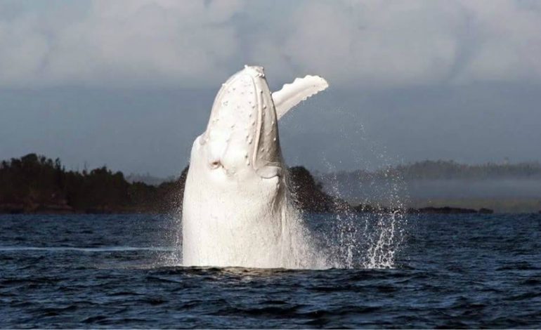 Découverte d’une baleine suspectée d’avoir été entraînée par l’armée russe au large de la Norvège