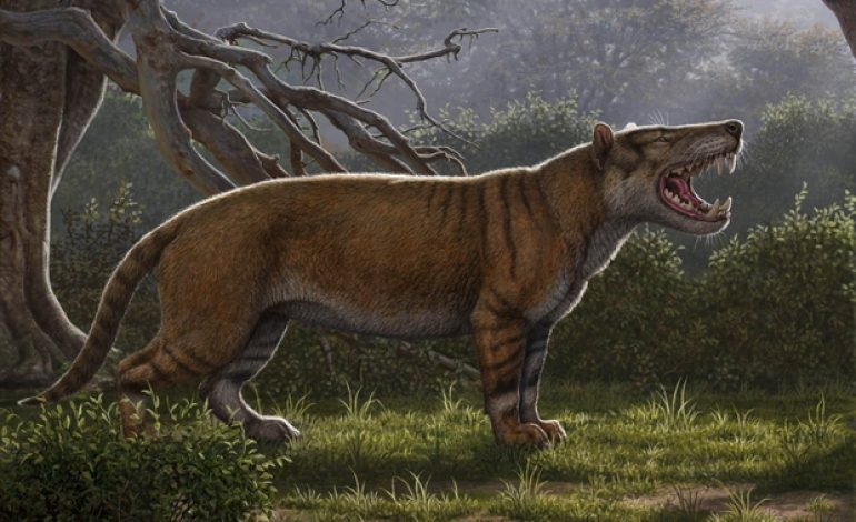 L’un des plus grands mammifères terrestres découvert au Kenya