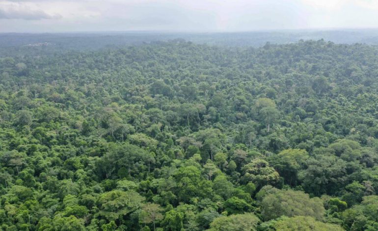 L’équivalent de 10 terrains de foot de forêt tropicale a disparu toutes les minutes en 2021