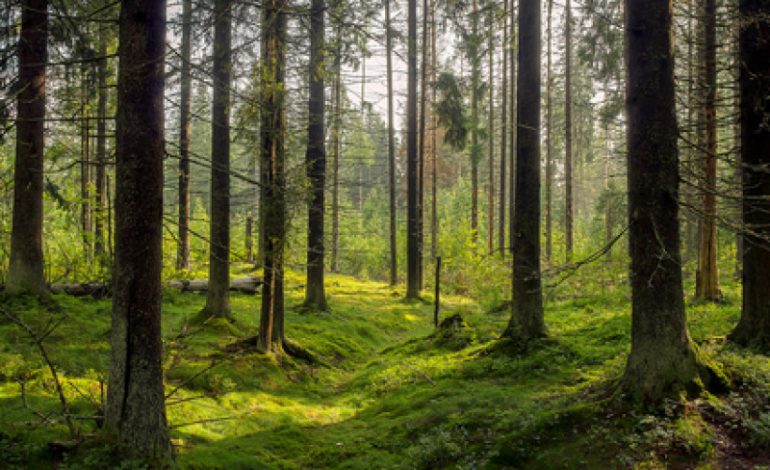 9000 arbres sur Terre sont actuellement à découvrir
