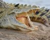 Un cambodgien de 72 ans dévoré par des crocodiles après avoir chuté dans un enclos