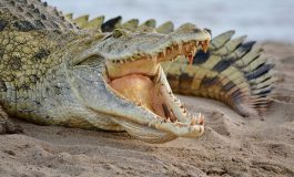 Un cambodgien de 72 ans dévoré par des crocodiles après avoir chuté dans un enclos
