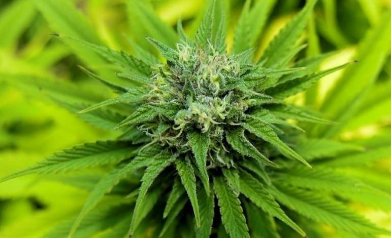 La Commission des stupéfiants de l’ONU retire le cannabis des drogues les plus dangereuses