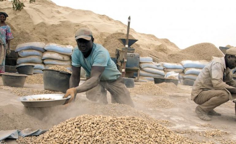 Catastrophique campagne arachidière au Sénégal qui doit importer de l’huile et bloquer les exportations