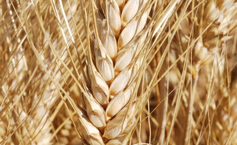 Les exportations de céréales ukrainiennes bloquées, la Russie accusée de faire peser un risque de famine