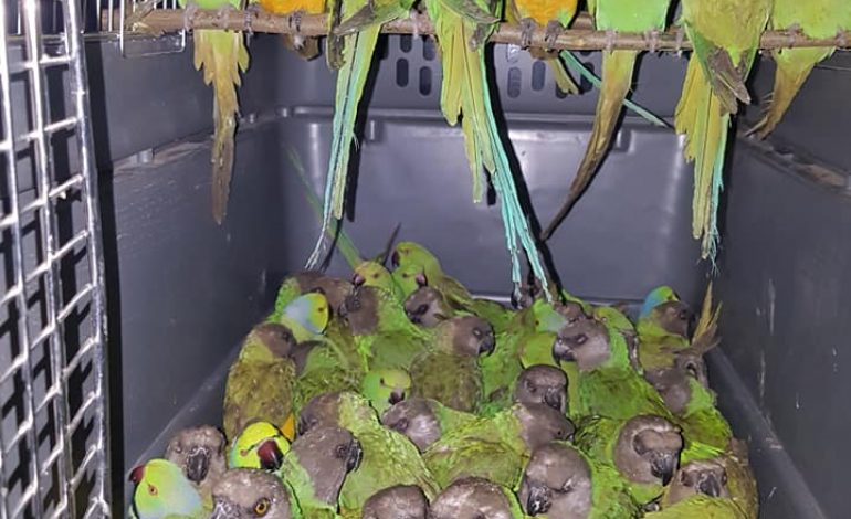 131 perroquets saisis à l’aéroport de Diass dans les bagages d’un Algérien