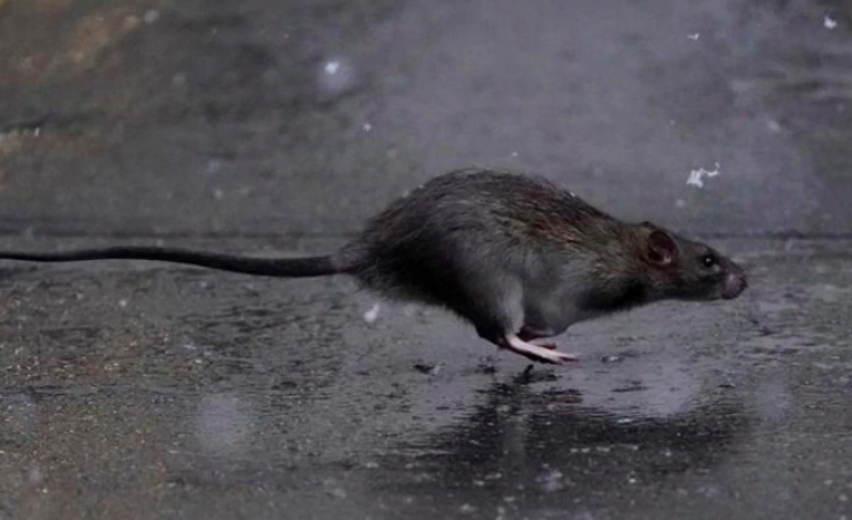 Des dizaines de personnes atteintes par un nouveau virus transmis par les rats à Hong Kong