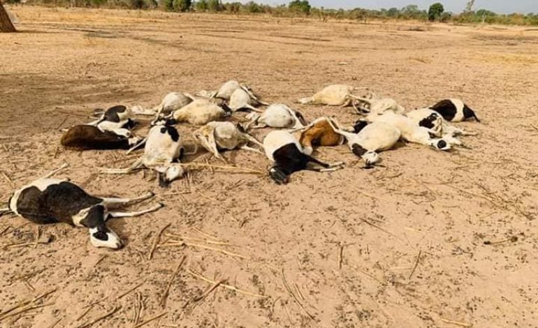 297 moutons sont morts après avoir consommé une herbe sauvage à Nioro du Rip