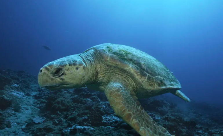 La rare tortue Caouanne, convoitée des braconniers sénégalais inquiète les défenseurs des animaux