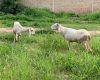 Des moutons consomment 300 kg de plants de cannabis dans une exploitation médicale à Almyros