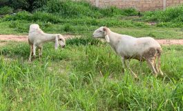 Des moutons consomment 300 kg de plants de cannabis dans une exploitation médicale à Almyros
