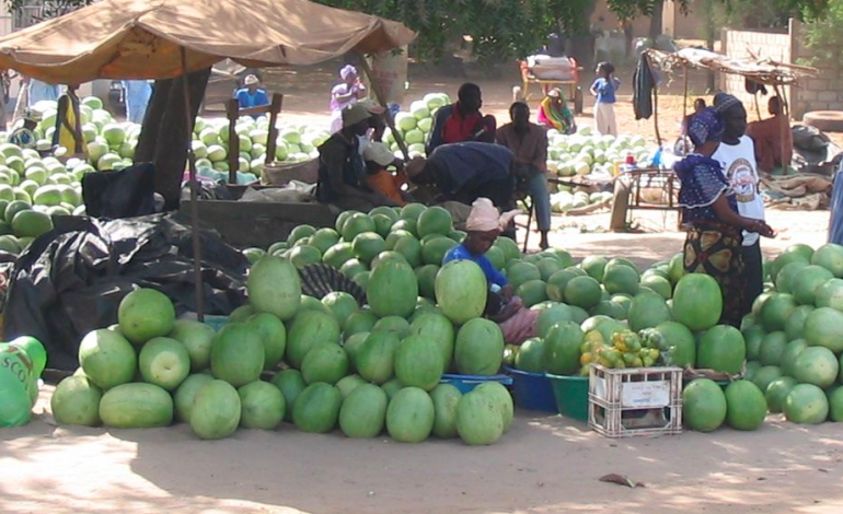 Le Maroc et le Sénégal demeurent les principaux fournisseurs de pastèques à l’Espagne