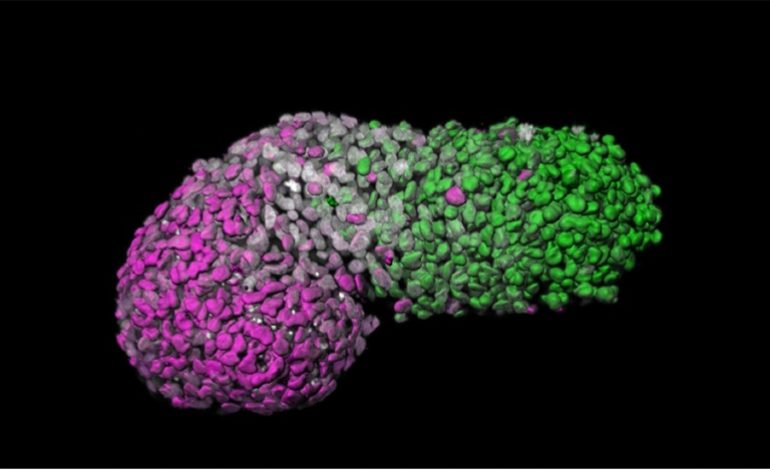Un modèle humain d’embryon développé à partir de cellules souches