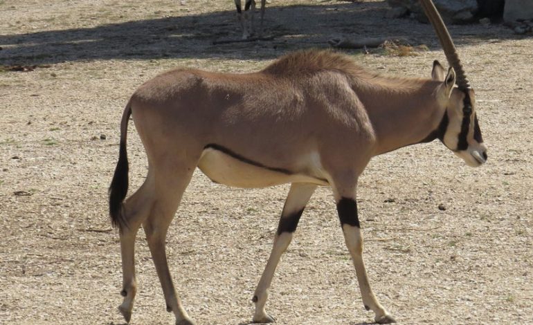 Transferts de gazelles Oryx dans une réserve privée du ministre Abdou Karim Sall: la licéité de la pratique en question