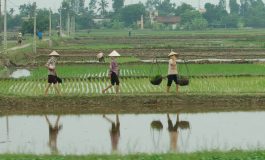 Les exportations de riz du Vietnam vers le Sénégal ont généré 32,6 millions de dollars US en 2019