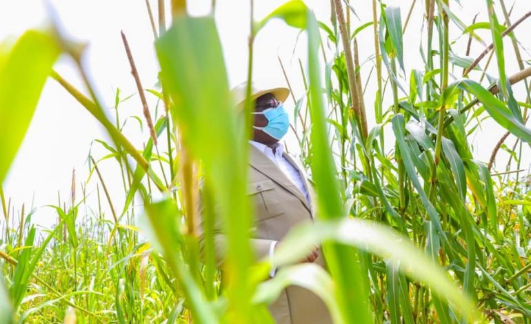Macky Sall mise sur la culture du riz de plateau pour l’autosuffisance au Sénégal