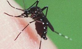 Epidémie de chikungunya au Sénégal : Kédougou a franchi la barre des 100 cas