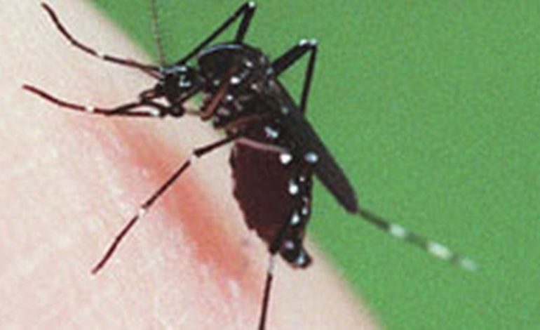 Les villes africaines menacées par un moustique asiatique vecteur du paludisme