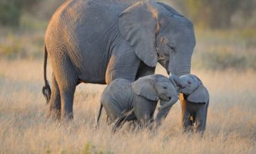 Le gouvernement met en vente 170 éléphants en raison de la sécheresse
