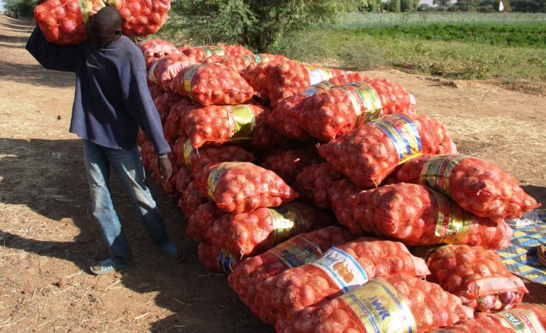 Le Sénégal ferme ses frontières le 31 décembre aux importations d’oignons néerlandais pour encourager la production locale.