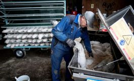 Des cas de grippe aviaire signalés à Thiès, 58.000 oiseaux tués