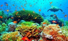 La Grande Barrière de corail d'Australie victime d'un "vaste blanchissement"