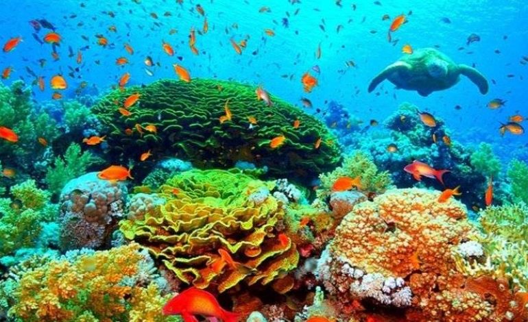 14% du corail dans le monde a disparu entre 2009 et 2018