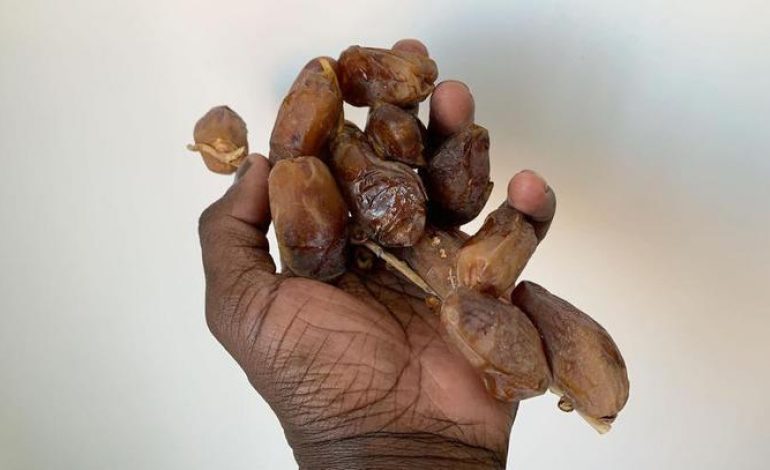 Des collectes de noyaux de dattes pour reboiser le Sénégal