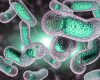 L’OMS observe une «recrudescence inquiétante» du choléra dans le monde