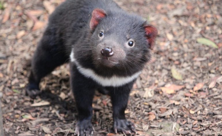 Des diables de Tasmanie nés dans la nature en Australie, 3.000 ans après