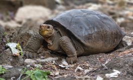 La reproduction et la survie des tortues marines menacées par le réchauffement climatique, selon une étude de The Royal Society Open Science Journal