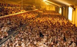Grippe aviaire au Burkina Faso: au moins 500.000 volailles mortes ou abattues