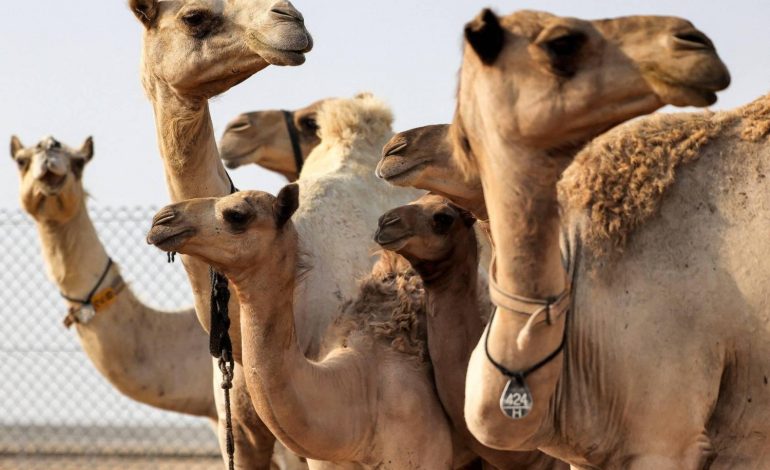 Des chameaux clonés à Dubaï pour gagner courses et concours de beauté
