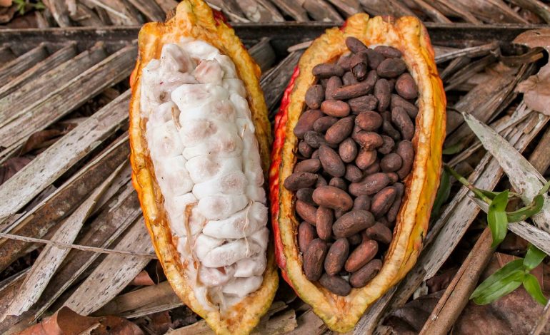 Le prix d’achat du cacao aux planteurs de Côte d’Ivoire fixé à 825 FCFA