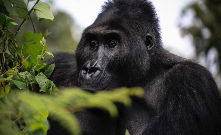 Mort d’une gorille célèbre du parc des Virunga (RDC)