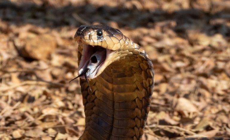 Mordu par un cobra en Afrique du Sud, son pénis pourrit