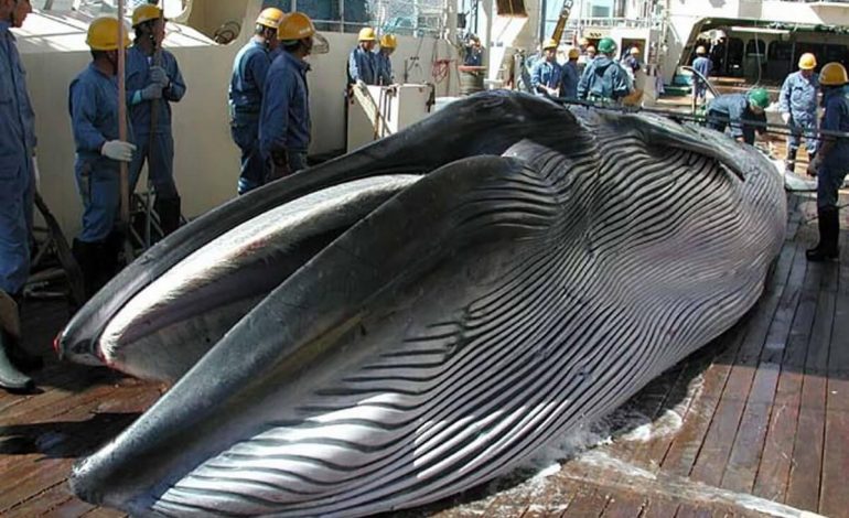 Les routes migratoires des baleines de plus en plus menaçantes