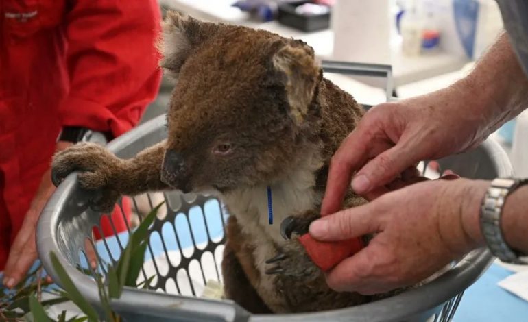 L’Australie classe officiellement les koalas comme étant « en danger »