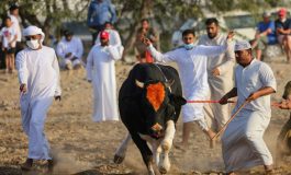 Aux Emirats, la tradition des combats de taureaux loin des gratte-ciel