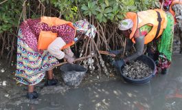 L’huître de mangrove, une perle à cultiver pour le Sénégal