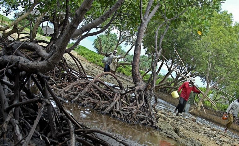 Surexploitée, la précieuse mangrove kényane « se relève » grâce aux habitants