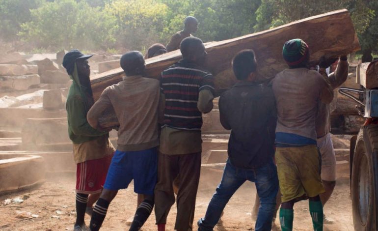 La Suisse ouvre une procédure pour crime de guerre contre Nicolaï Buzaïanu pour exportation illégale de bois rose de Casamance