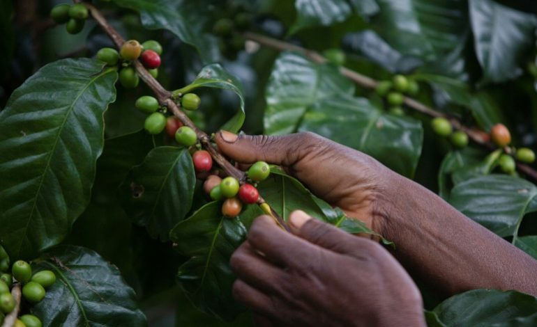 Le café au secours de la forêt tropicale du Mozambique