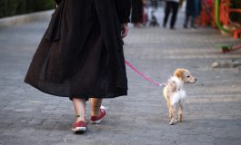 Se promener avec son chien est désormais une infraction en Iran