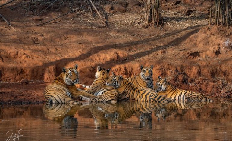 Une Indienne se bat à mains nues contre un tigre pour sauver son bébé dans l’État central indien du Madhya Pradesh
