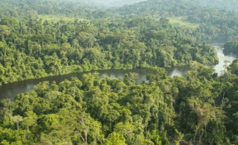 La forêt du Congo, poumon fragile en quête de protection
