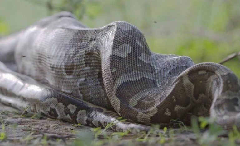 Une femme avalée par un python de 7 mètres de long en Indonésie