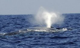 Les baleines bleues absorberaient jusqu'à 10 millions de morceaux de microplastiques par jour, selon une étude parue dans la revue Nature Communications