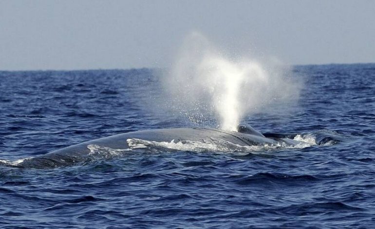 Les baleines bleues absorberaient jusqu’à 10 millions de morceaux de microplastiques par jour, selon une étude parue dans la revue Nature Communications