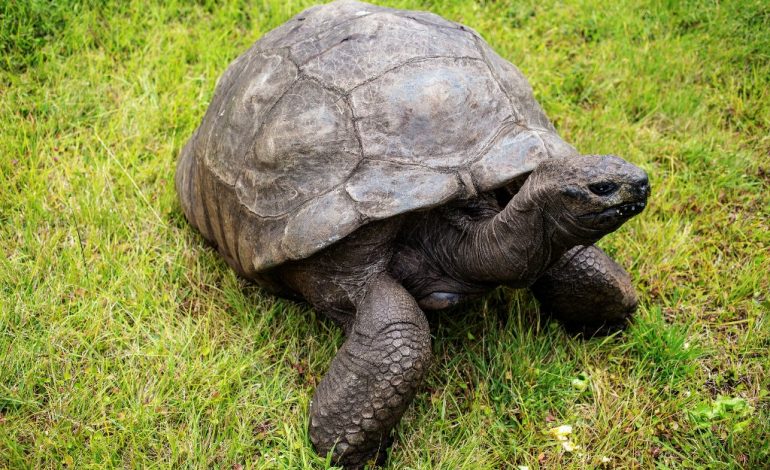 Jonathan, la plus vieille tortue du monde, fête ses 190 ans à Sainte-Hélène